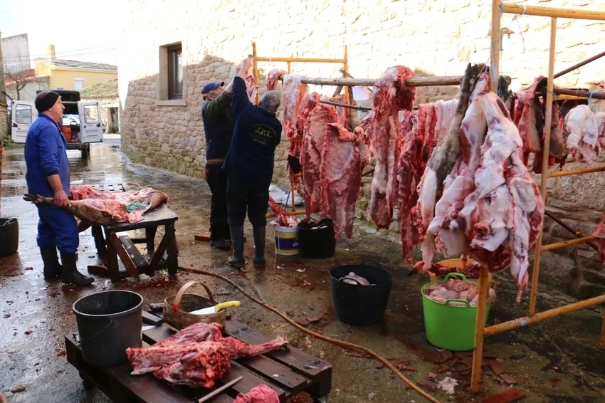 Matanza en Cabeza de Framontanos de siete cerdos / CORRAL