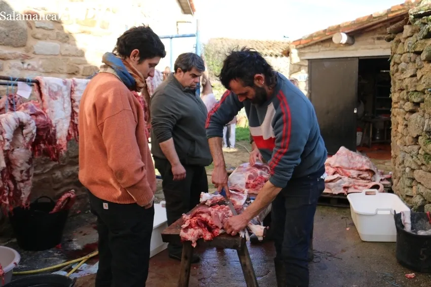 Matanza en Cabeza de Framontanos de siete cerdos / CORRAL