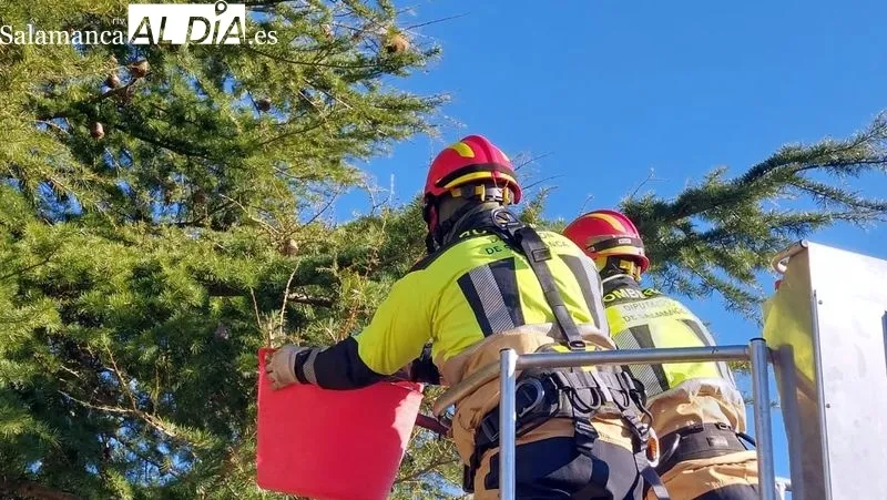 Los bomberos retirando las larvas de un cedro