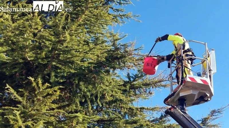 Los bomberos retirando las larvas de un cedro