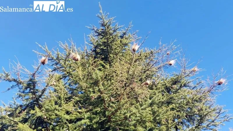 Los bomberos retirando las larvas de un cedro