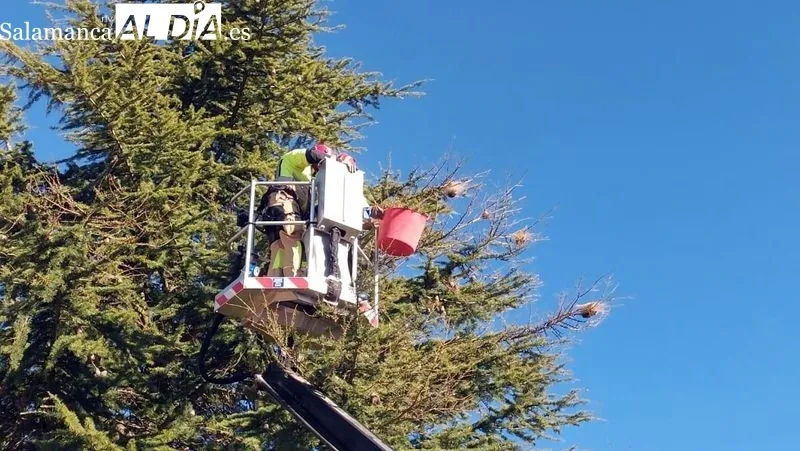 Los bomberos retirando las larvas de un cedro