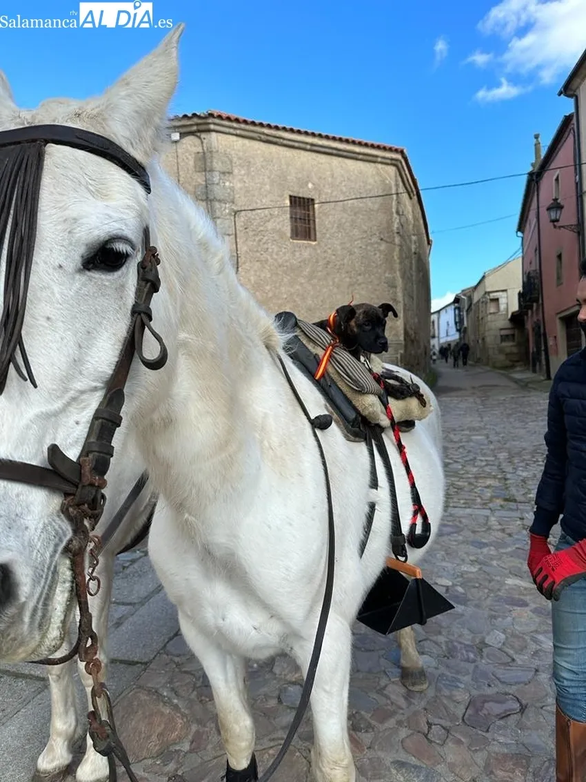 Foto 4 - San Felices de los Gallegos celebra San Ant&oacute;n