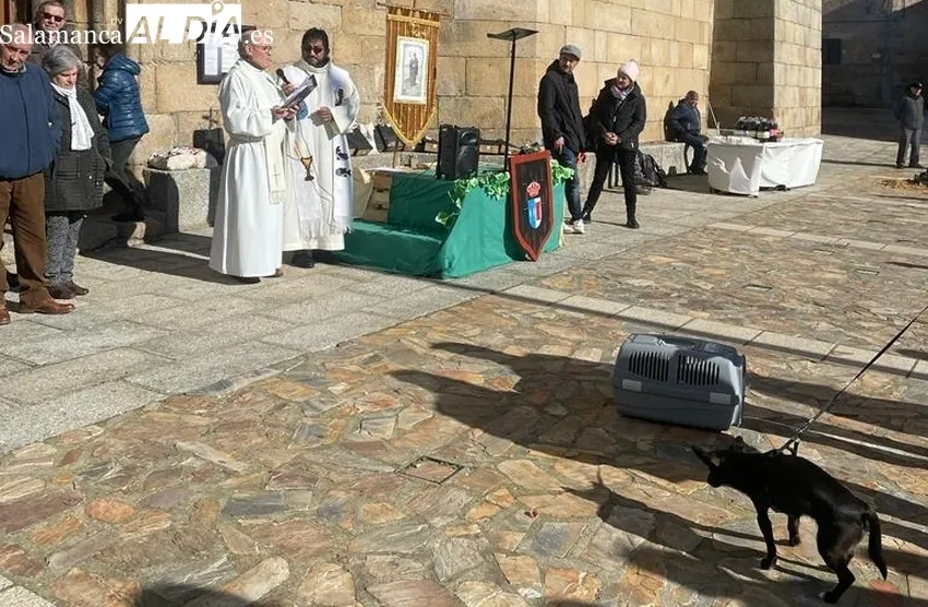 Foto 2 - San Felices de los Gallegos celebra San Ant&oacute;n