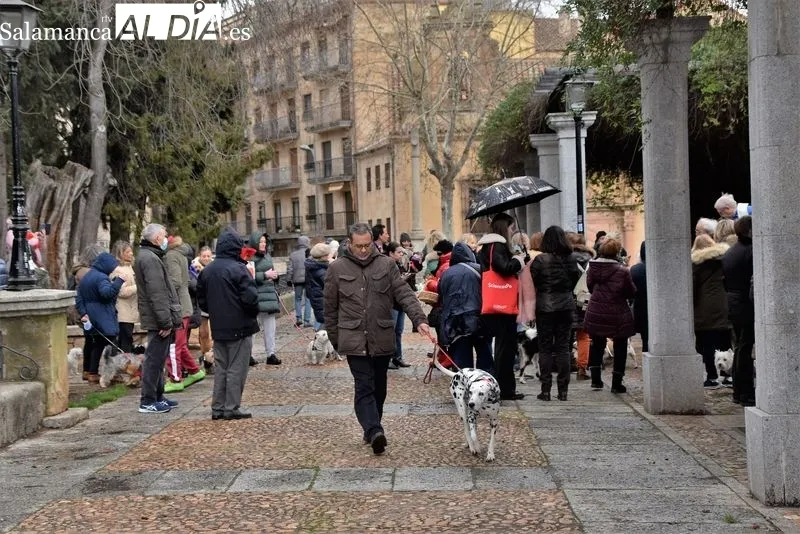 Bendición de los animales en el Campo de San Francisco