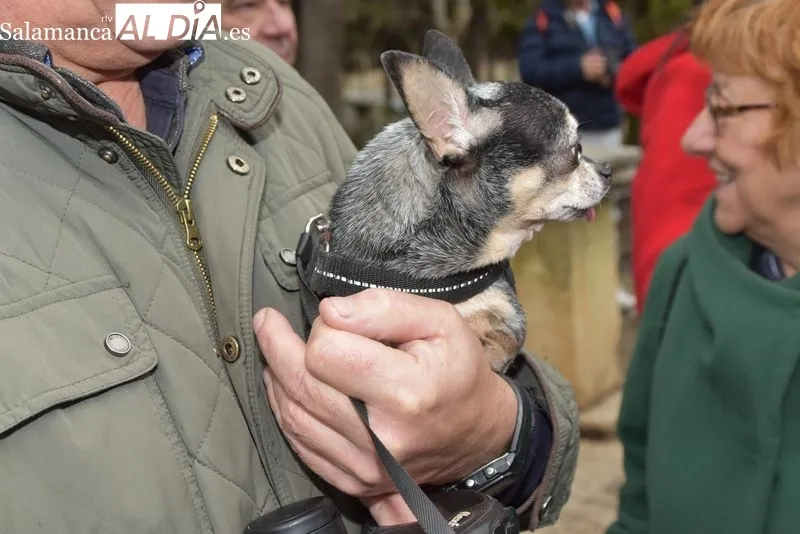 Bendición de los animales en el Campo de San Francisco