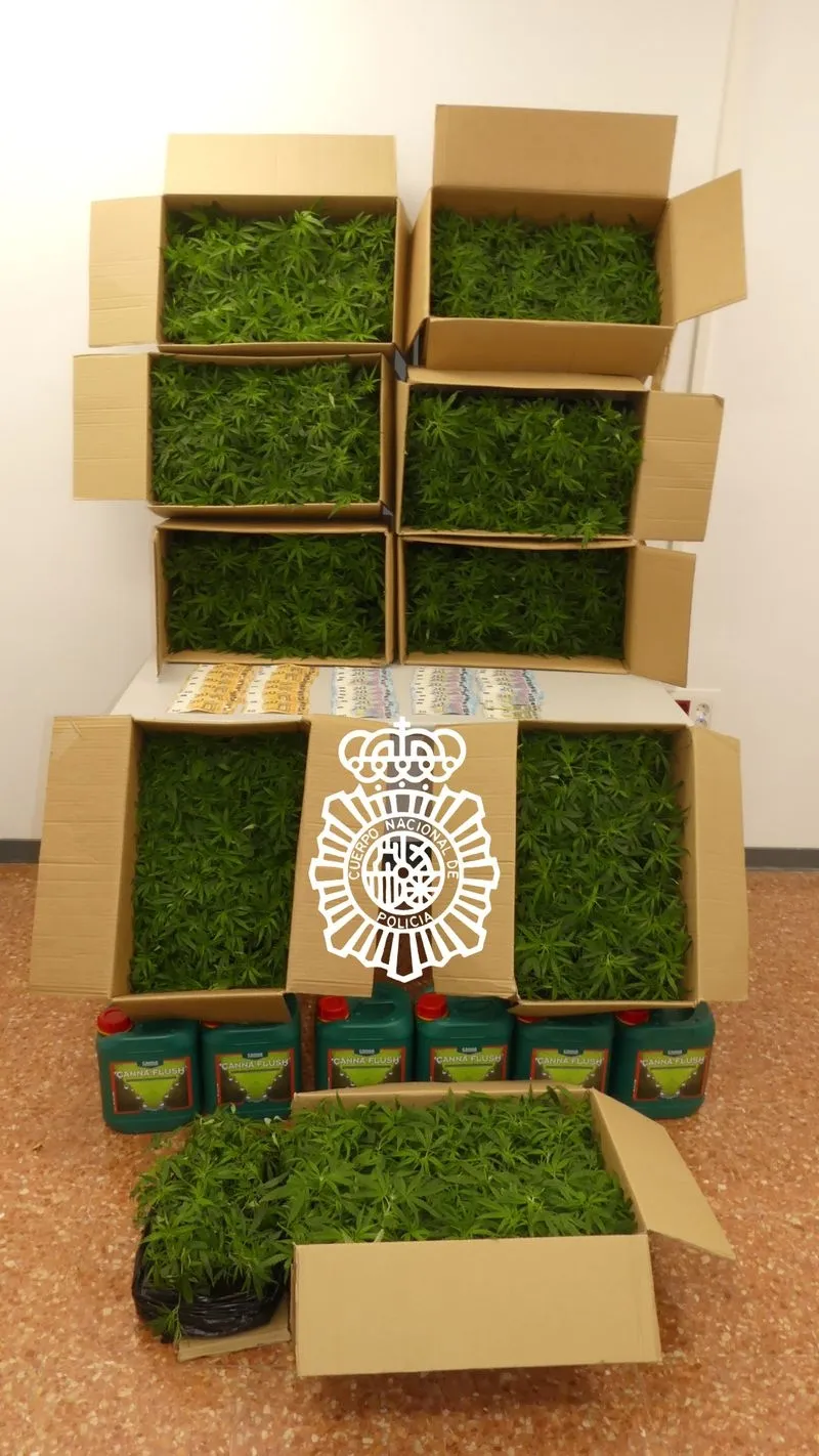 Plantones de marihuana en semilleros, material fitosanitario y dinero intervenidos