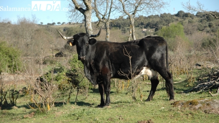 Mercado de ganado y lonja de Salamanca del 23 de enero de 2023