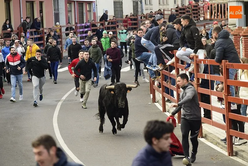 Foto 10 - Regresa con enorme expectaci&oacute;n el calentamiento taurino precarnavalero de Ciudad Rodrigo