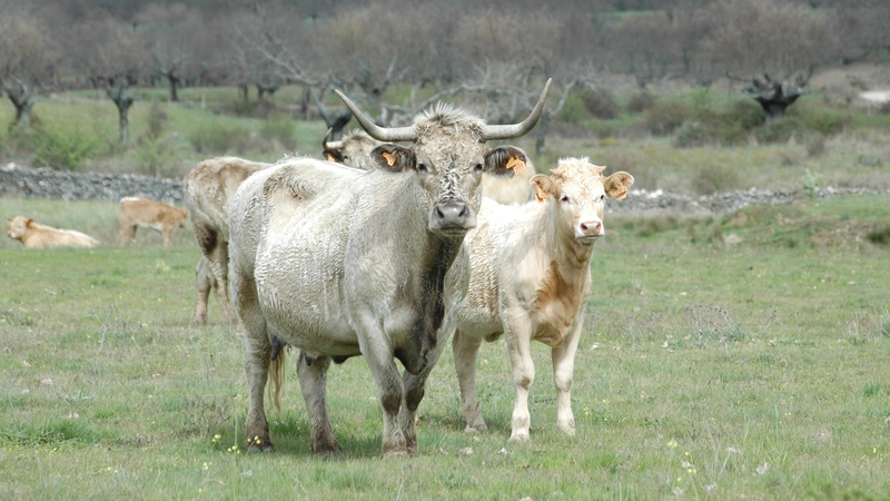 Mercado de ganado y lonja de Salamanca del 27 de febrero de 2023