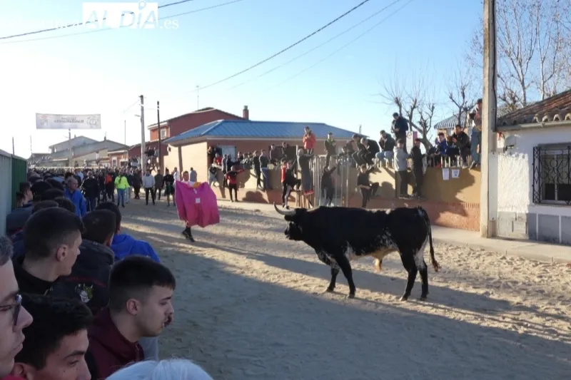 Babilafuente vivía este sábado su IV Toro de San Blas