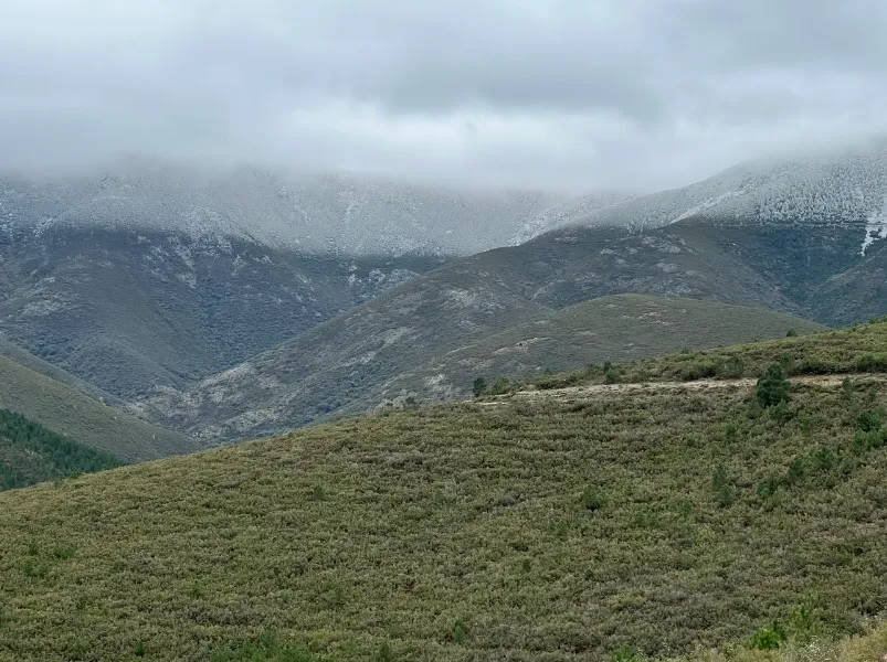 Foto 2 - Una entidad de restauraci&oacute;n medioambiental anuncia la plantaci&oacute;n de 600.000 &aacute;rboles en Agallas y Vegas de Domingo Rey