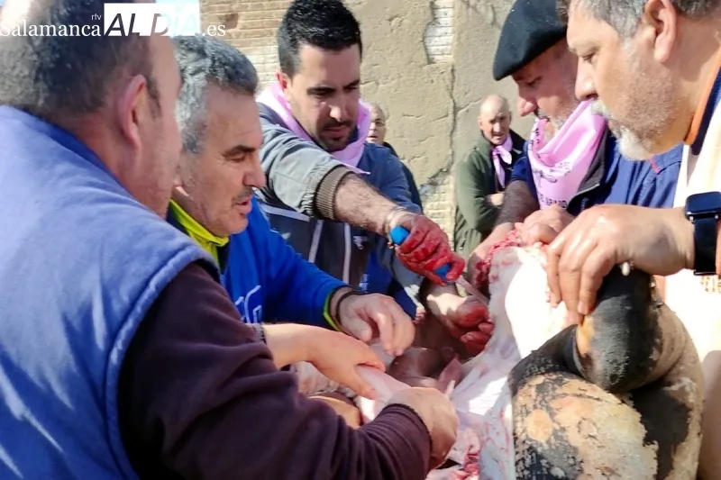 Foto 2 - Mancera de Abajo recupera su ambientada Matanza Tradicional 