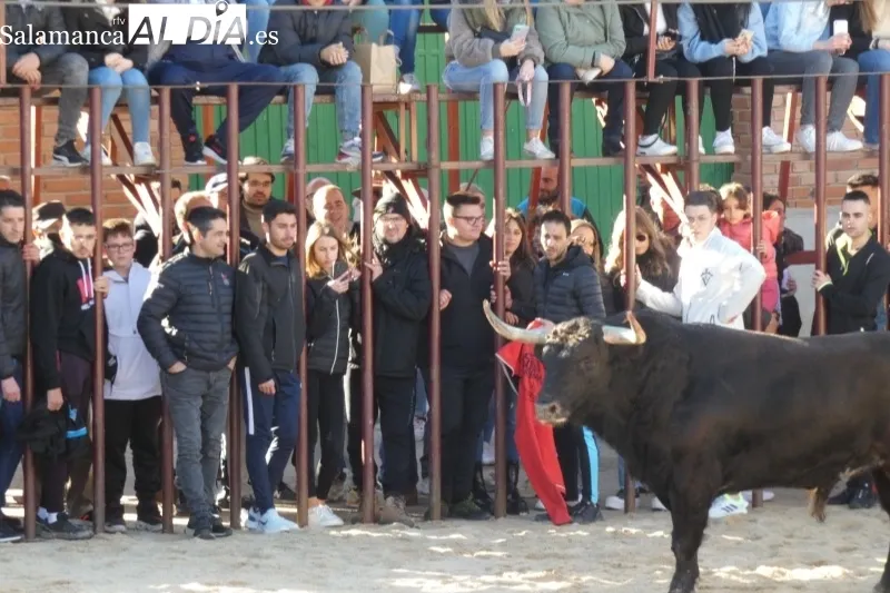 Babilafuente vivía este sábado su IV Toro de San Blas