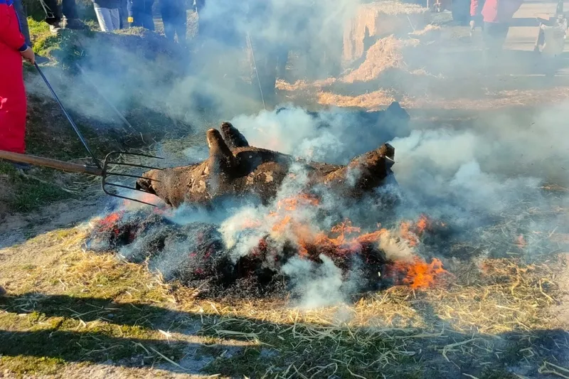 Foto 3 - Ragama se echa a las calles para vivir su Matanza Tradicional