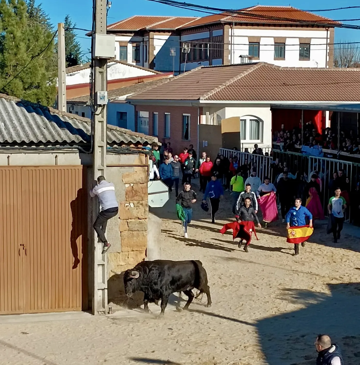 Foto 4 - Multitudinaria bienvenida en las calles al IV Toro de San Blas en Babilafuente