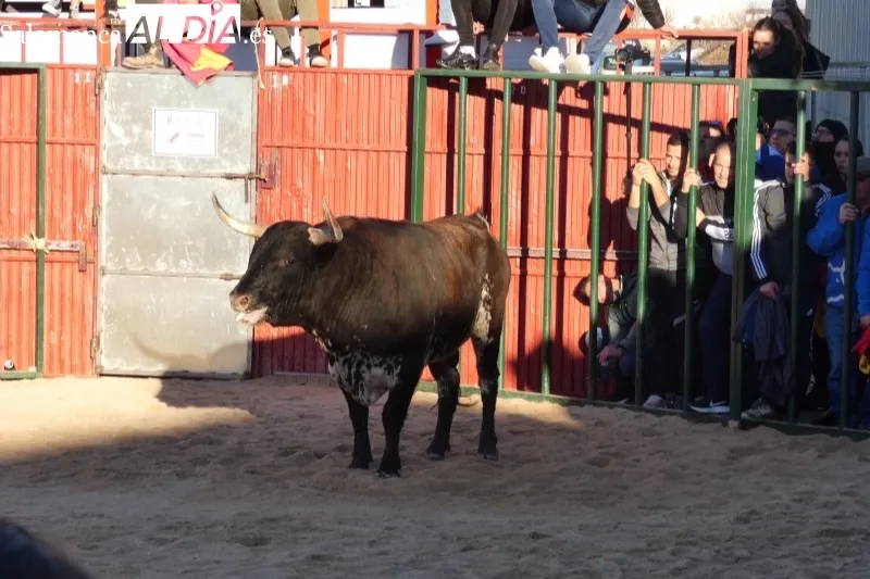 Babilafuente vivía este sábado su IV Toro de San Blas