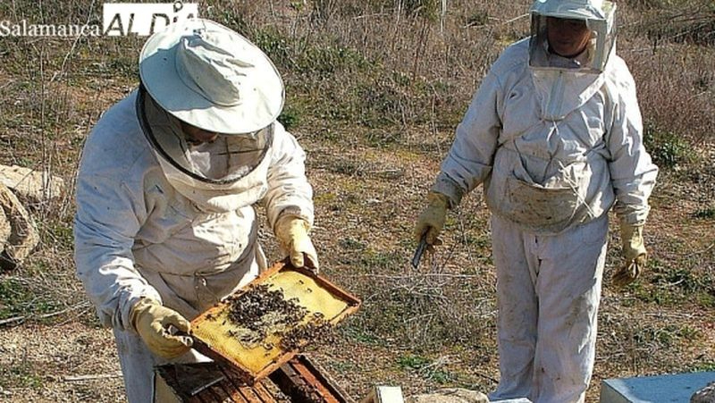 Foto de archivo de apicultores en una explotación salmantina