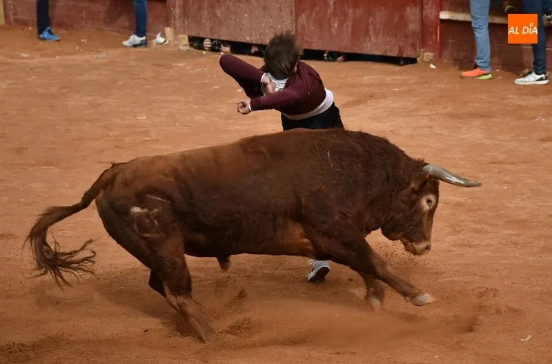 Foto 2 - Sombreto, de la Ganader&iacute;a de El Pilar, elegido Toro M&aacute;s Bravo del Carnaval