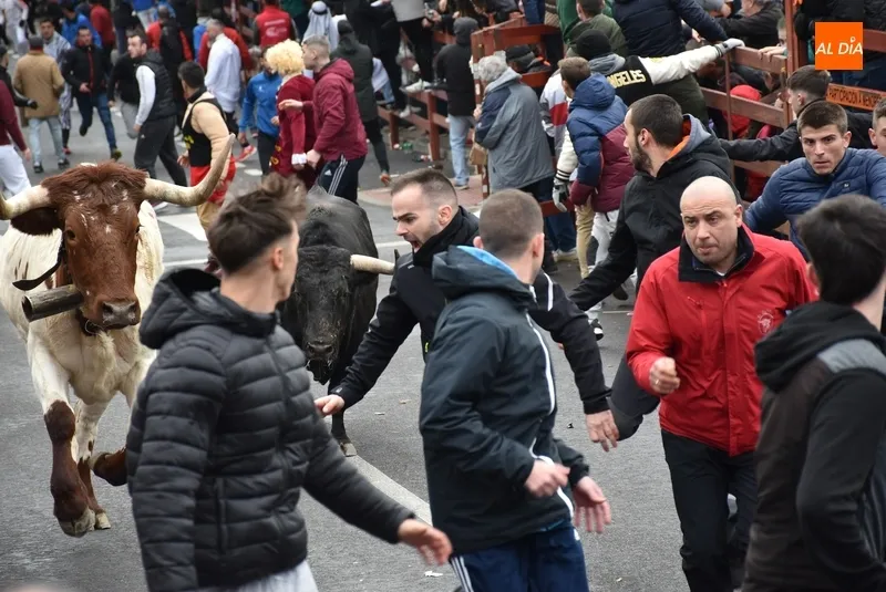 Foto 4 - Dos heridos de relevancia, uno por asta de toro, en el disgregado primer encierro urbano del Carnaval