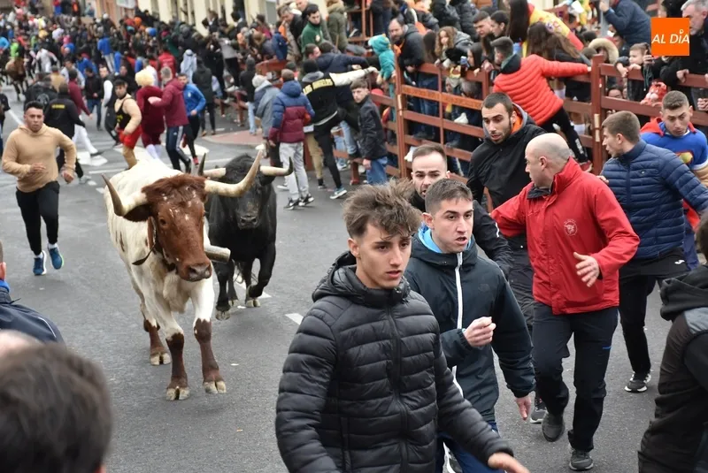 Foto 5 - Dos heridos de relevancia, uno por asta de toro, en el disgregado primer encierro urbano del Carnaval