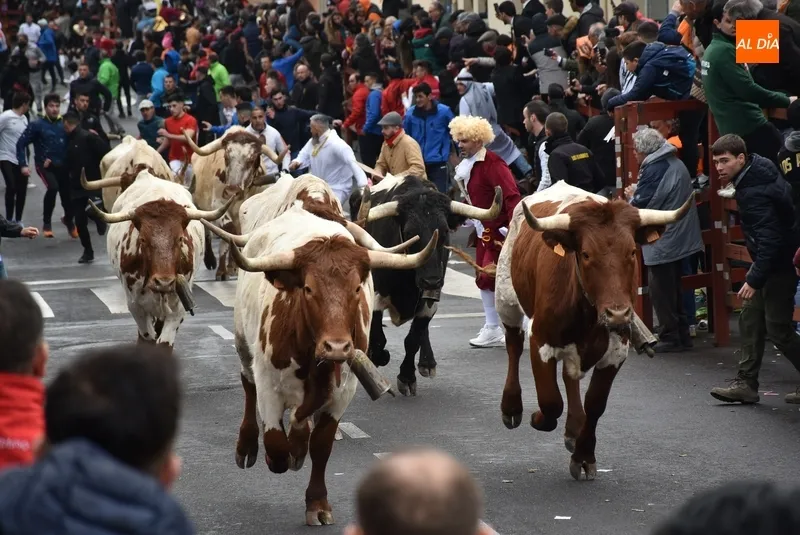 Foto 7 - Dos heridos de relevancia, uno por asta de toro, en el disgregado primer encierro urbano del Carnaval