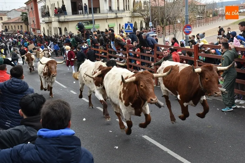 Foto 8 - Dos heridos de relevancia, uno por asta de toro, en el disgregado primer encierro urbano del Carnaval
