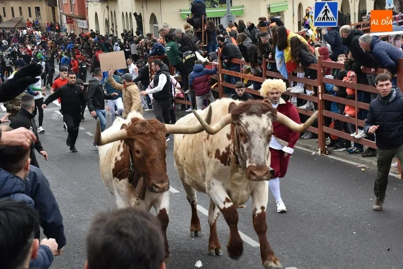 Foto 9 - Dos heridos de relevancia, uno por asta de toro, en el disgregado primer encierro urbano del Carnaval