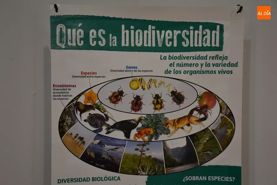 Foto 8 - La Casa de la Cultura exalta la biodiversidad con una exposici&oacute;n de Ecologistas en Acci&oacute;n