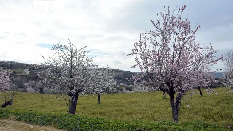 La ruta discurrió por caminos y campos salpicados de almendros en flor