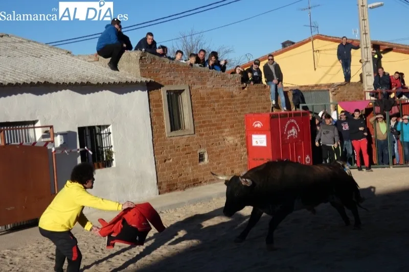 Babilafuente vivía este sábado su IV Toro de San Blas
