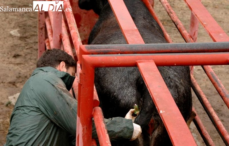 La Junta anuncia ayudas para combatir la tuberculosis tuberculosis bovina en la zona de Vitigudino