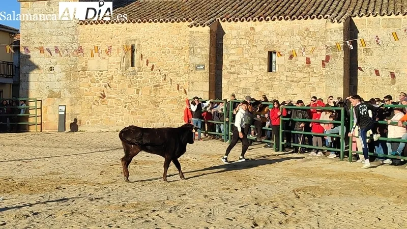 Capea de vaquillas en Corporario por las fiestas de San Blas / CORRAL