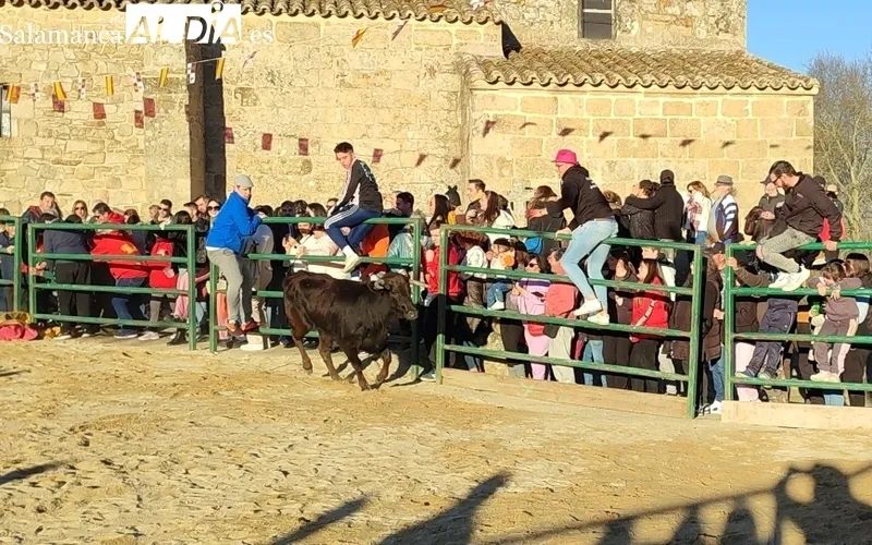 Capea de vaquillas en Corporario por las fiestas de San Blas / CORRAL