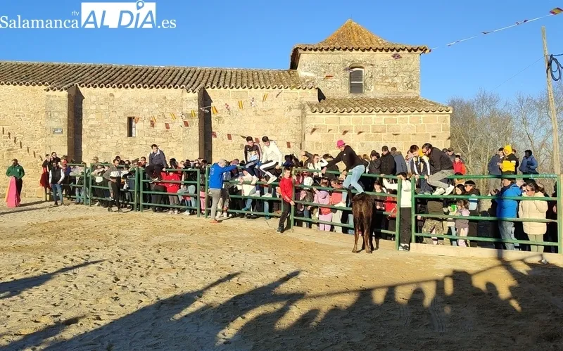 Capea de vaquillas en Corporario por las fiestas de San Blas / CORRAL
