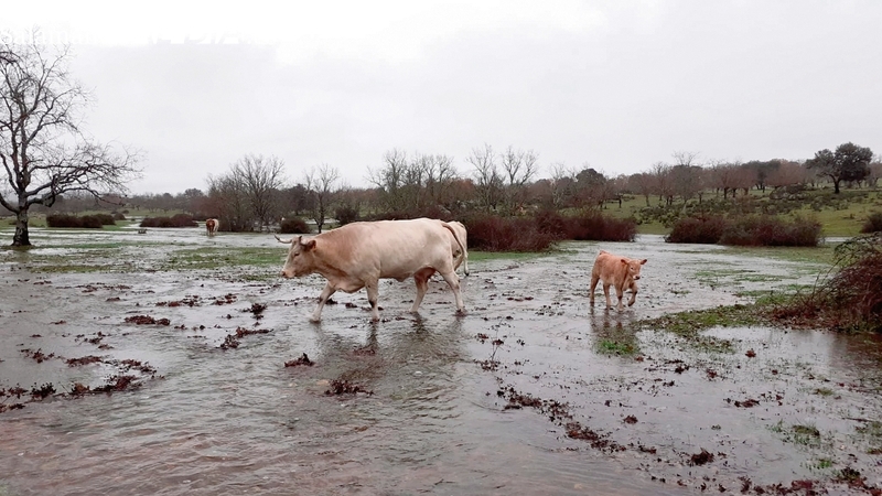 Los daños ocasionados por las lluvias pusieron contra las cuerdas a muchos ganaderos por no poder acceder al ganado en sus parcelas / ESTER CORREDERA