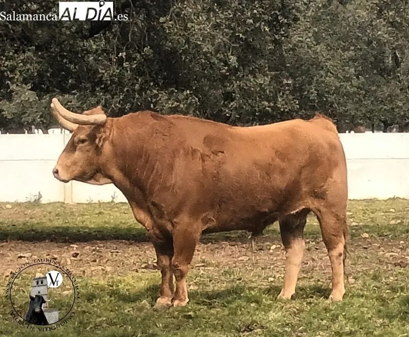 Bilanero, de Pedraza de Yeltes, VII Toro de Cajón del preCorpus 2023 en Vitigudino