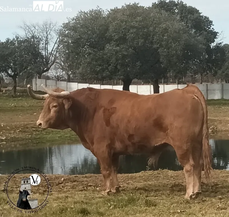 Bilanero, de Pedraza de Yeltes, VII Toro de Cajón del preCorpus 2023 en Vitigudino