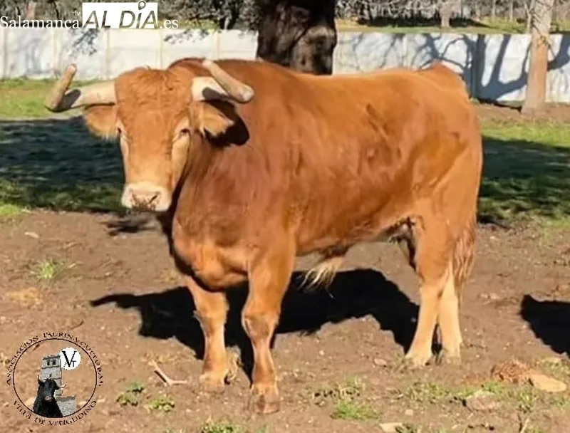 Bilanero, de Pedraza de Yeltes, VII Toro de Cajón del preCorpus 2023 en Vitigudino