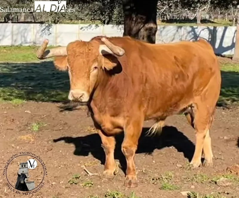 Bilanero, de Pedraza de Yeltes, VII Toro de Cajón del preCorpus 2023 en Vitigudino