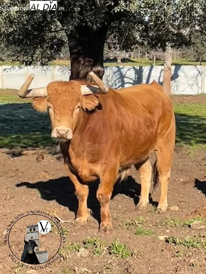 Bilanero, de Pedraza de Yeltes, VII Toro de Cajón del preCorpus 2023 en Vitigudino