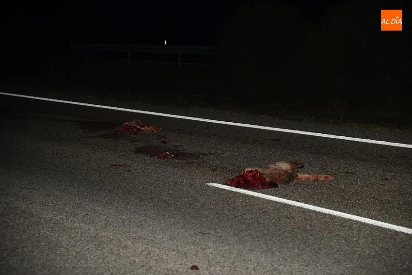 Restos del animal atropellado en el accidente de tráfico
