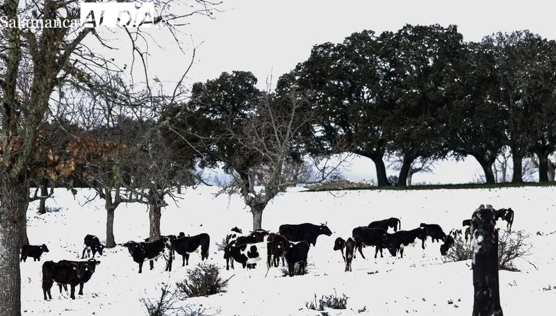 Foto 16 - Los toros de Galache te&ntilde;idos de blanco 