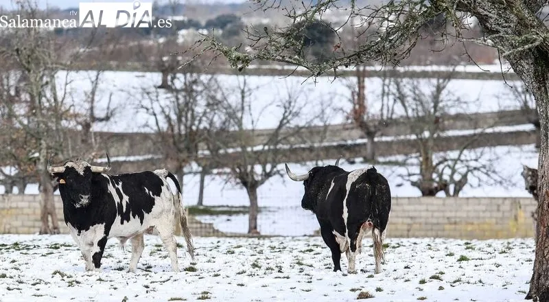 Foto 10 - Los toros de Galache te&ntilde;idos de blanco 