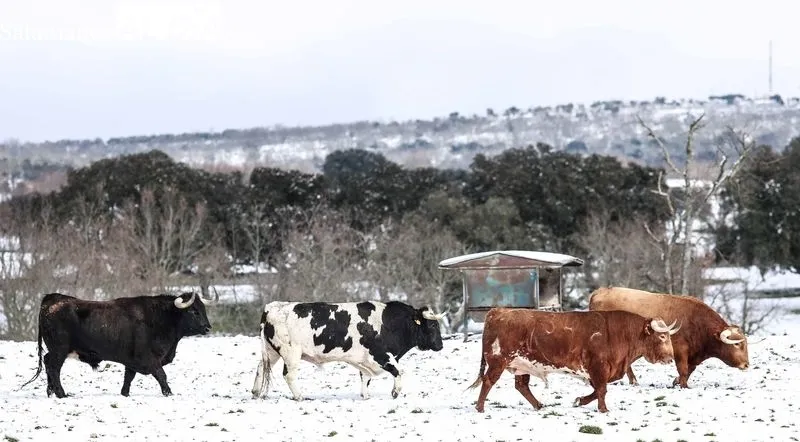 Foto 9 - Los toros de Galache te&ntilde;idos de blanco 