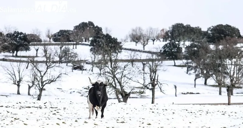 Foto 8 - Los toros de Galache te&ntilde;idos de blanco 