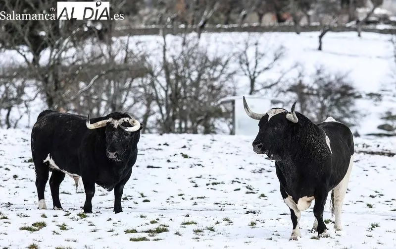Foto 7 - Los toros de Galache te&ntilde;idos de blanco 