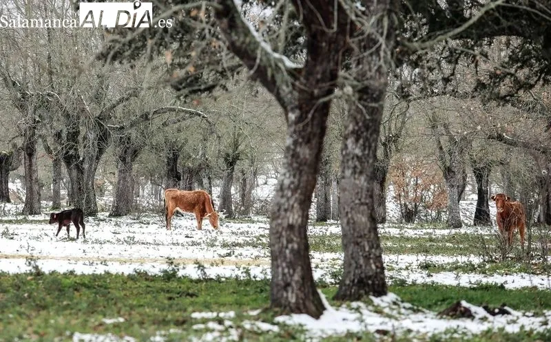Foto 6 - Los toros de Galache te&ntilde;idos de blanco 