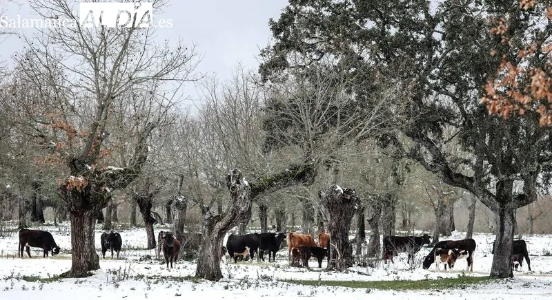 Foto 5 - Los toros de Galache te&ntilde;idos de blanco 
