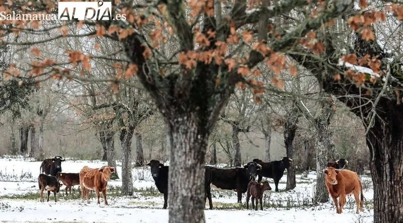 Foto 4 - Los toros de Galache te&ntilde;idos de blanco 